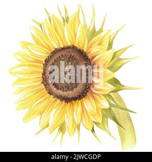 Sonnenblume. Aquarell Vintage Illustration. Isoliert auf weißem Hintergrund. Für die Gestaltung von Aufklebern, Drucken, Gartenbedarf, Geschirr, Schürzen. Stockfoto