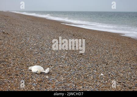 Northern Gannet (Morus bassanus) tot durch Vogelgrippe Norfolk GB UK September 2022 Stockfoto