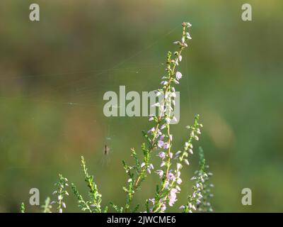 Eine Spinne am zarten rosa Blütenstand der Kommoheidekraut Calluna vulgaris Stockfoto