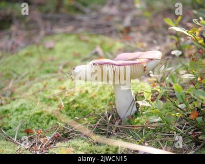 Ein Russula-Pilz mit weißen Lamellen und roter Kappe, der auf Moos im Wald steht Stockfoto