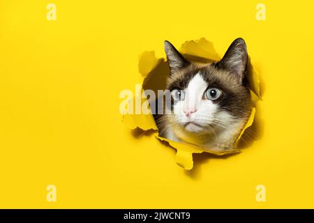 Porträt einer Katze, die durch gelbes Papier bricht, posiert in einem Loch mit gerissenen Seiten, freiem Kopierraum, Banner Stockfoto