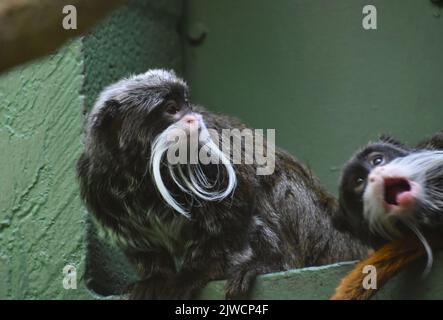 Spielerisch lustiges Paar kaiserbärtige Tamarinaffen zusammen. Stockfoto