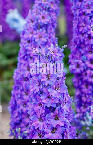 Eine hohe Spitze aus blauem Delphinium „After Midnight“, die im Sommer im Trials Field in den RHS Gardens, Wisley, Surrey, Südostengland, blüht Stockfoto