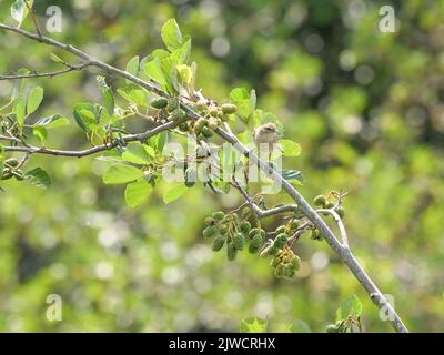 Ein gewöhnlicher Chiffchaff Phylloscopus collybita sitzt auf einem Zweig, bereit zum Abheben Stockfoto