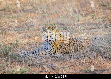 Leopard im Welgevonden Game Reserve, Südafrika. Stockfoto