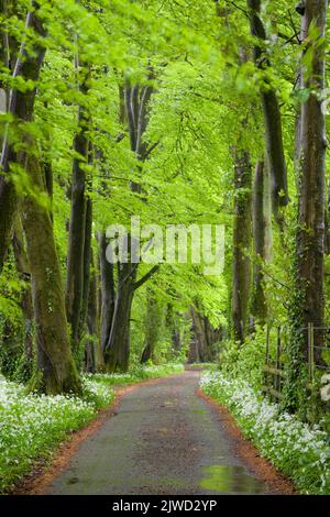 Eine mit wildem Knoblauch gesäumte Landstraße durch einen Buchenwald im Frühjahr in den Mendip Hills ANOB, Somerset, England. Stockfoto