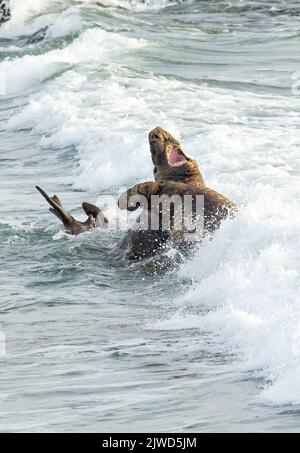 Nördliche Elefantenrobben (Mirounga angustirostris). Kampf in der Brandung Stockfoto