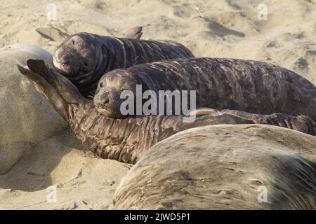 Nördliche Elefantenrobbe (Mirounga angustirostris). Neugeborene Welpen, die ihre Mutter verärschen. Stockfoto