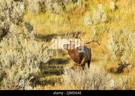 Amerikanischer Elch (Cervus canadensis), Bulle in der Brunftzeit Stockfoto