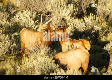 American Elk (Cervus canadensis), Kuh- und Kälberpflege Stockfoto