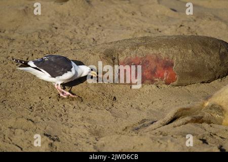 Seagull Kommissionierung am Kadaver eines Nördliche See-Elefant (Mirounga leonina angustirostris) Pup. Viele Welpen sind am Strand getötet, von dem tremendo zerquetscht Stockfoto