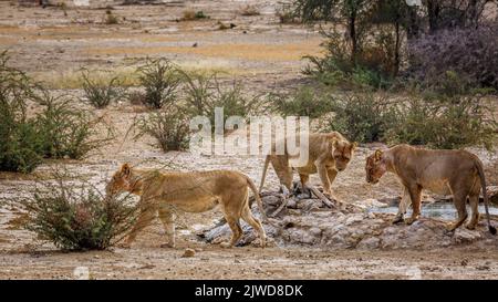 Drei afrikanische Löwin, die vom Wasserloch im Kgalagadi Transfrontier Park, Südafrika, weggeht; Artie panthera leo Familie der felidae Stockfoto