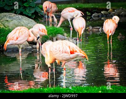 chilenische Flamingos Calgary Zoo Alberta Stockfoto