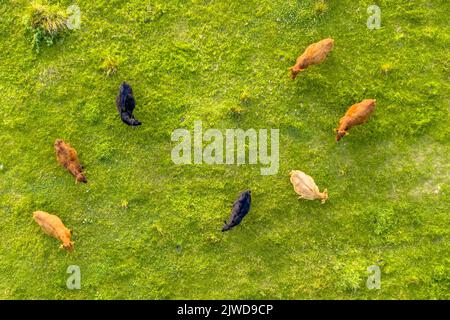 Rinder von oben gesehen. Kühe grasen im Grasland, von oben aus gesehen mit dem Hubschrauber. Stockfoto