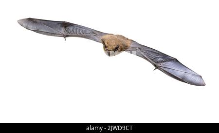 Flying Pipistrelle bat (Pipistrellus pipistrellus) Action Shot der Jagd Tier auf weißem Hintergrund. Diese Sorte ist bekannt für Rast- und l Stockfoto