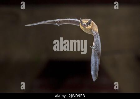 Pipistrelle Fledermaus (Pipistrellus pipistrellus) fliegen auf hölzernen Dachboden des Hauses in der Dunkelheit Stockfoto