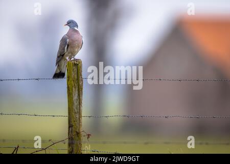 Holztaube (Columba palumbus) auf Zaun mit verschwommener Farmscheune im Hintergrund. Holztauben scheinen eine Vorliebe für kleine landwirtschaftliche Tiere zu haben Stockfoto