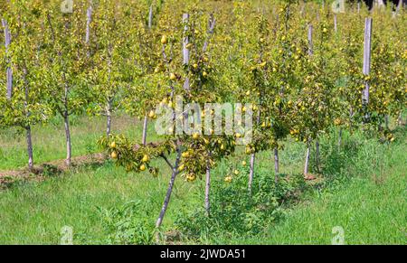 Blick auf Reihen von wachsenden Birnenbäumen auf einer Plantage in Europa Serbien Stockfoto
