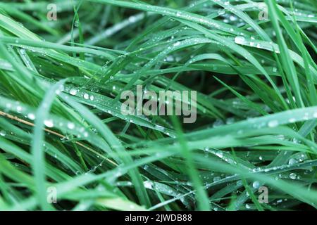 Frisches dichtes Gras mit Wassertropfen als Hintergrund. Stockfoto