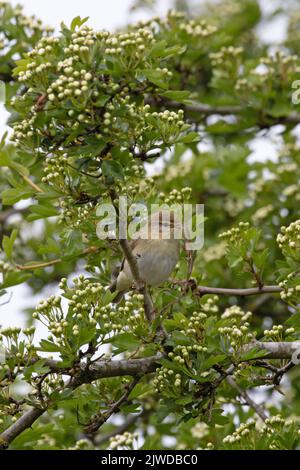 Wildensänger (Phylloscopus trochilus) sammelt Nistmaterial Norfolk GB UK April 2022 Stockfoto