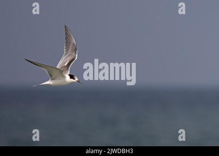 Common Tern (Sterna hirundo) Norfolk GB Großbritannien September 2022 Stockfoto