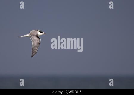 Common Tern (Sterna hirundo) Norfolk GB Großbritannien September 2022 Stockfoto