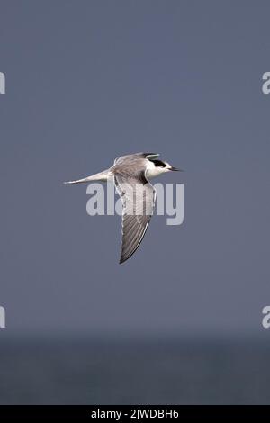 Common Tern (Sterna hirundo) Norfolk GB Großbritannien September 2022 Stockfoto