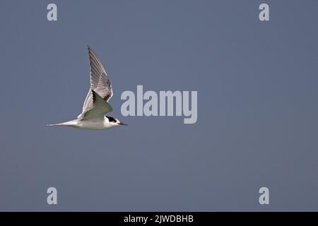 Common Tern (Sterna hirundo) Norfolk GB Großbritannien September 2022 Stockfoto