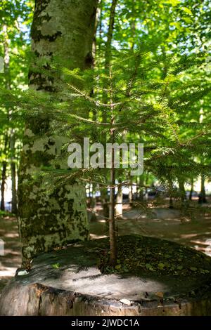 Aus der Mitte des Schnittbaums auftauchend. Der Baum, der das Leben erhält. Das Leben im Wald Stockfoto