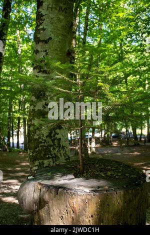 Aus der Mitte des Schnittbaums auftauchend. Der Baum, der das Leben erhält. Das Leben im Wald Stockfoto