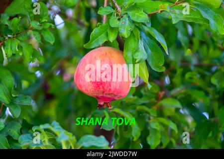 Jüdische Neujahrsgrüße: Shana Tova mit Granatapfel, der auf einem Baum wächst Stockfoto