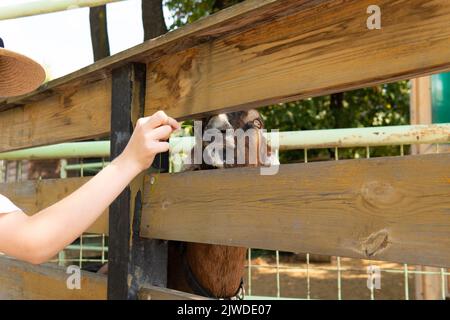 Tierernährung Bauernhof häusliche Ziege Natur im Freien Vieh jung, für Säugetierfutter für Gras für grünen Zoo, Industrie Zucht. Hupenarbeiterfeld, Stockfoto