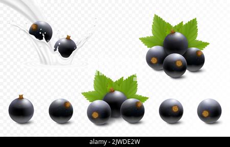 Schwarze Johannisbeeren fallen in Milch oder Joghurt Spritzer, frische Beeren mit grünen Blättern, realistische 3D Vektor-Set von Beeren Stock Vektor