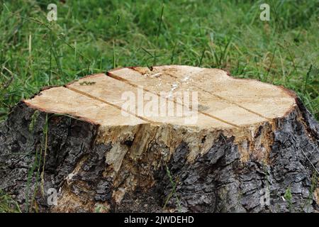 Baumstumpf nach dem Fällen abschneiden Stockfoto