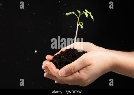 Tomaten aus Samen anbauen, Schritt für Schritt. Schritt 9 - Sämlinge Pflanzen. Stockfoto