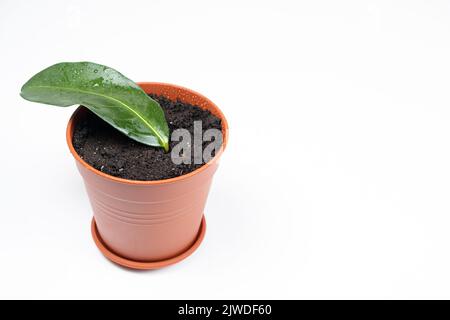 In einem Topf mit Erde gepflanzt, die Stecklinge der Zimmerpflanze Jasmin steplanotis. Stockfoto