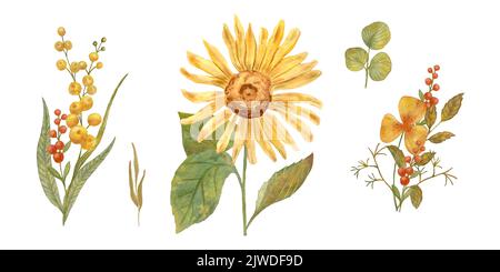 Herbstblumen. Aquarell Zusammensetzung der Herbstblumen Sonnenblume. Design für Postkarten und Aufkleber. Isoliert auf weißem Hintergrund. Stockfoto