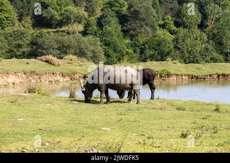 Wasserbüffel grasen auf der Wiese. Büffel grasen am kleinen See Stockfoto