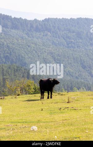 Wasserbüffel grasen auf der Wiese. Büffel grasen am kleinen See Stockfoto