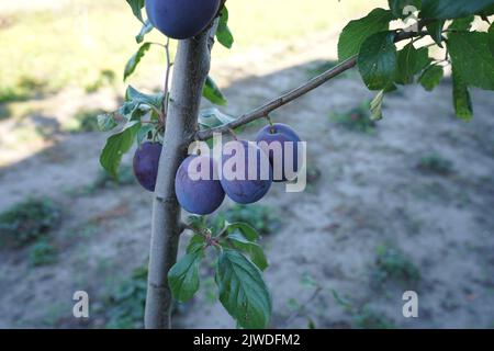 Wunderbare Pflaumen auf dem Baum im Garten Stockfoto