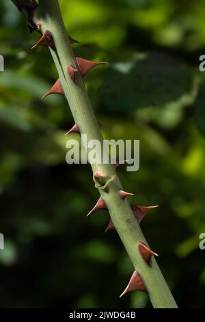 Teil eines grünen Rosenstammes mit vielen braunen Dornen oder scharfen Auswüchsen, isoliert auf unscharfem Blatthintergrund. Vertikales Bild Stockfoto