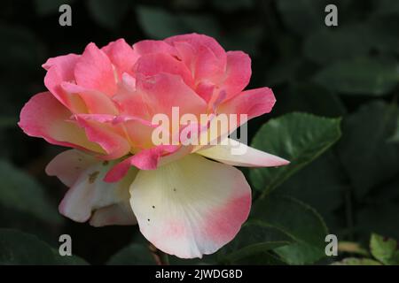 Rosa Rosenblüte in der Nähe Stockfoto