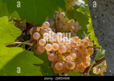 Trauben von weißen Trauben sind bereit für die Lese in der toskanischen Landschaft, Italien Stockfoto