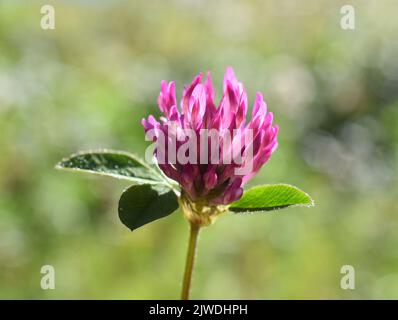 Nahaufnahme der Trifolium-Pratensense-Blume mit rotem Kleeblatt Stockfoto