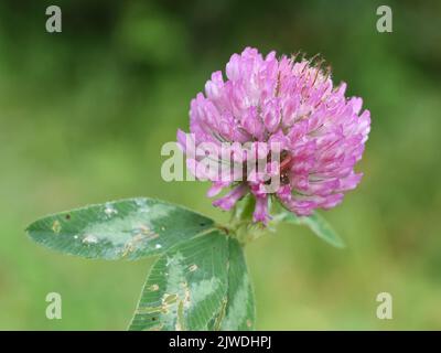 Nahaufnahme der Trifolium-Pratensense-Blume mit rotem Kleeblatt Stockfoto