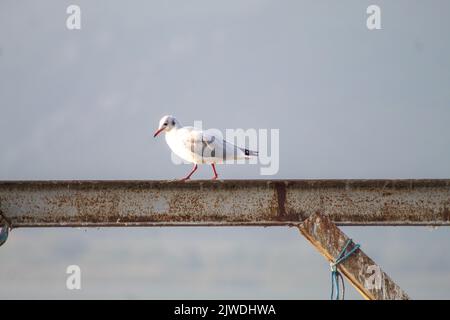 Hintergrundbeleuchtete Ansicht der Möwen, die am Meer auf Fischfangskala wandern, selektiver Fokus Stockfoto