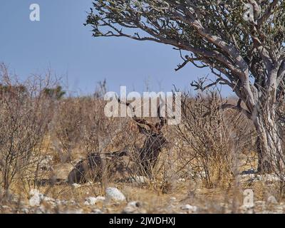 Big Kudu RAM Entspannen im Schatten des Busches im Etosha Nationalpark, Namibia Stockfoto