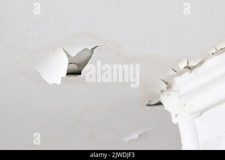 Quellaustritt aus Weißwasser und Gips an der Decke der Wohnung aufgrund des Eindringens von Wasser aus dem obersten Stockwerk oder Dach, selektive Nahaufnahme des Fokus. Stockfoto