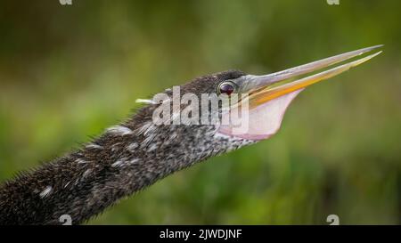 Ein Anhinga quakend Stockfoto