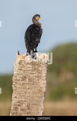 Ein Kormoran mit doppelter Haube, der auf einer toten Palme thront. Stockfoto